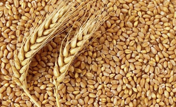 خرید بیش از ۱۸ هزار تن بذر گندم آبی و دیم در لرستان
