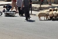 گزارش تصویری ،شهروند از تصادف موتوری با گله گوسفند در خیابان