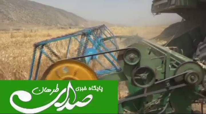 گزارش  خبری:اغاز برداشت  گندم از مزارع  رودبار کوهنانی