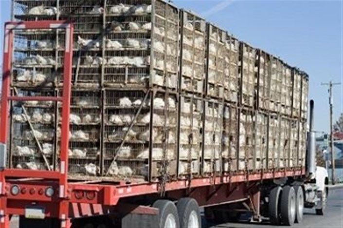 توقیف دو دستگاه کامیون حامل بیش از پنج ‌تن مرغ زنده خارج از شبکه توزیع در شهرستان سلسه