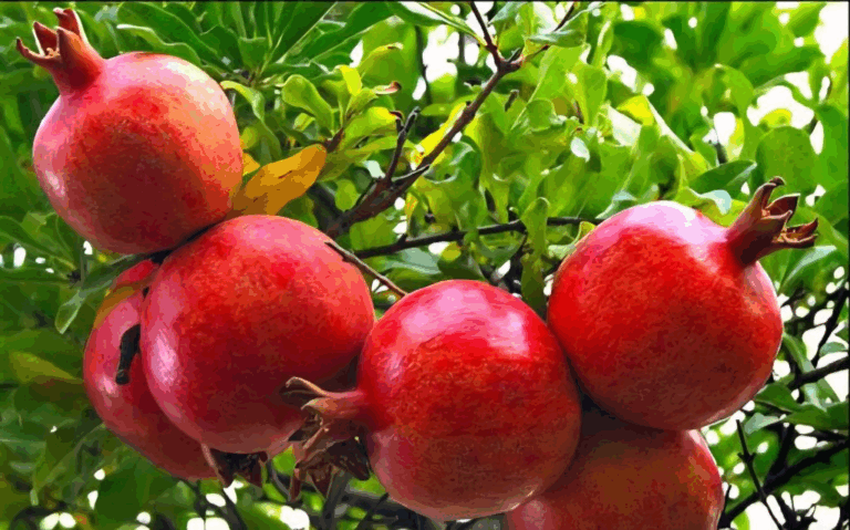 قدمت ۱۸۰۰ ساله انار “تنگ سیاب” لرستان