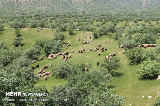مدیرکل منابع طبیعی و آبخیزداری لرستان :حفاظت از منابع طبیعی وظیفه همگانی است.
